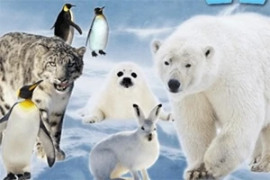 Kutup ortamında bir kar leoparı, kutup ayısı, fok yavrusu, bir kar tavşanı ve penguenler