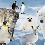 Kutup ortamında bir kar leoparı, kutup ayısı, fok yavrusu, bir kar tavşanı ve penguenler