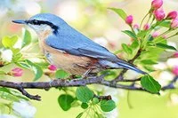 Kuş Fotoğraflarındaki Tüm Gizli Noktaları Bulun