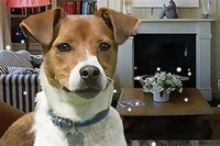 Evdeki bütün saklı köpekleri bul